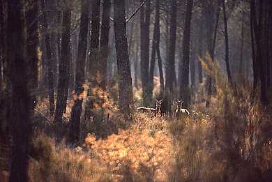 Biches en foret landaise
