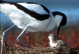 Avocette